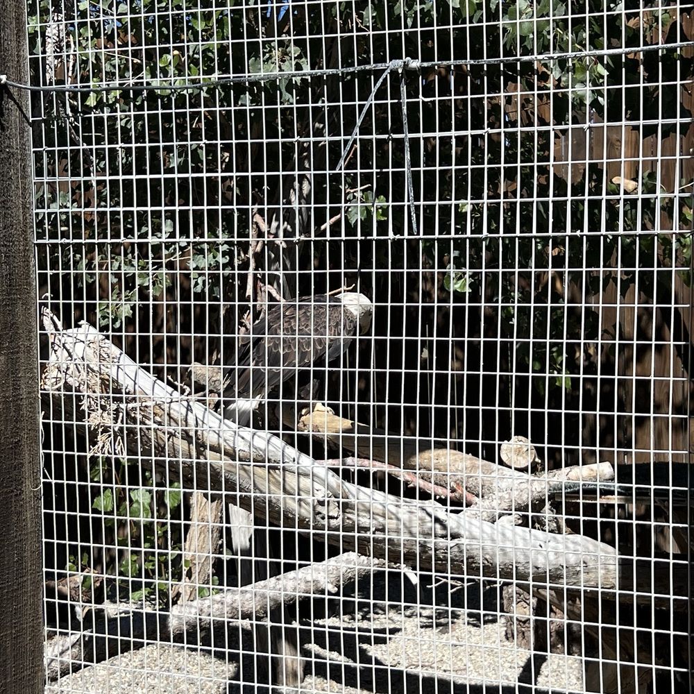 Big Bear Alpine Zoo - Zoos Near Me - Big Bear Lake, California Big Bear Alpine Zoo - Zoos Near Me - Big Bear Lake, California