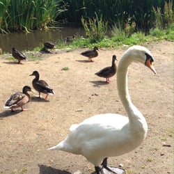 Kilmardinny Loch - Some of the residents!