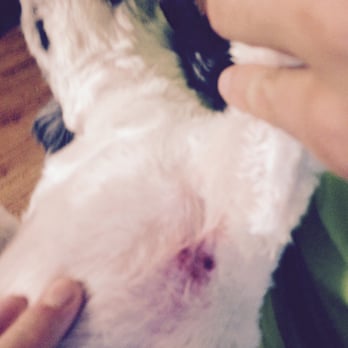 The Pet's Play Palace - This is one of the 3 cuts she had after her last visit. This is just awful, leave your pups here at your own risk. - Pet Groomers Near Me - Houston, Texas