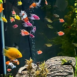 Large fish tank filled w/vibrant colored fish