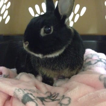 Browns Point Veterinary Clinic - Koucha waiting for Dr. Sperlich! - Veterinarians Near Me - Tacoma, Washington