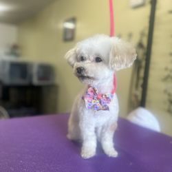 Pawsitive Vibes - Perfect pup