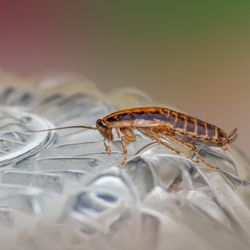 Aim Pest Solutions - If pests keep showing up no matter how clean your home is, it may be time to stop guessing...