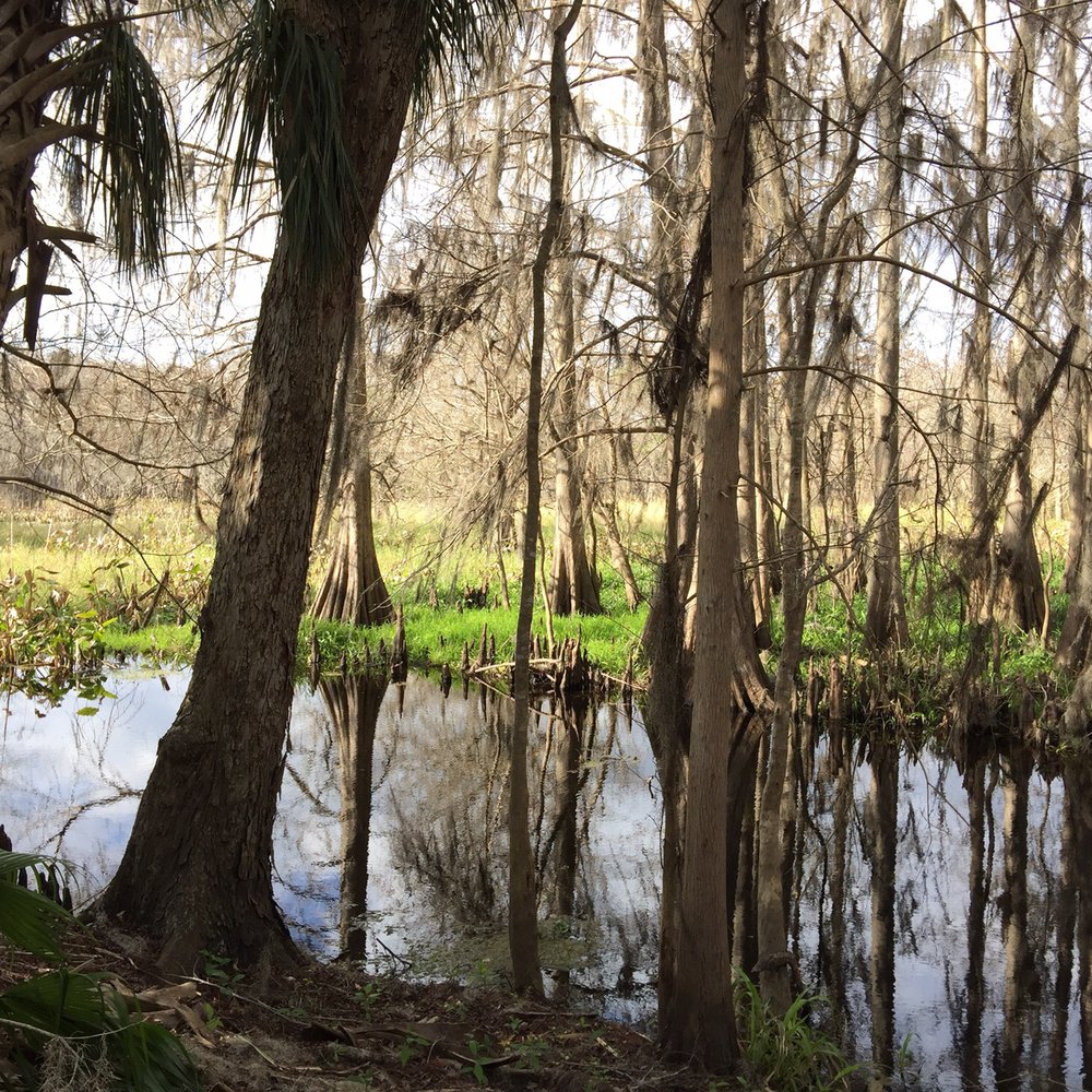 Black Bear Wilderness Area - Hiking Near Me - Sanford, Florida