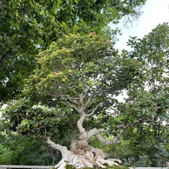 Denver Botanic Gardens - Tree - Botanical Gardens Near Me - Denver, Colorado