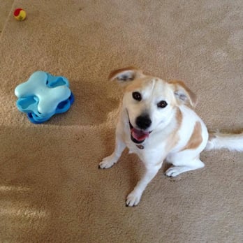 Discover Pet Training - Pet Training Near Me Discover Pet Training - Pet Training Near Me