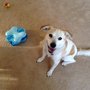 Discover Pet Training