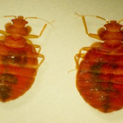 24 Hr Pest Control Toronto 12 Photos Pest Control Mississauga On Phone Number
