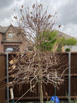 Chambersville Tree Farms Inc