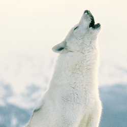Arctic Wolf Tannery - We offer a variety of taxidermist tanning services to the general public and expeditor services.