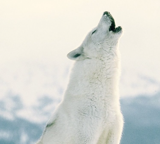 Arctic Wolf Tannery - taxidermy in Anchorage, AK
