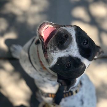 J9's K9s Dog Training - All smiles! - Pet Training Near Me - Canoga Park, California J9's K9s Dog Training - All smiles! - Pet Training Near Me - Canoga Park, California