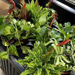 Grocery Outlet - Indoor hanging plants!!