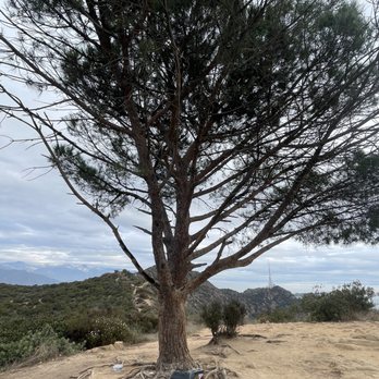 Wisdom Tree - Wisdom Tree. - Landmarks & Historical Buildings Near Me - Los Angeles, California