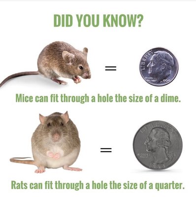 Rodent trapping and exclusion - These are some of the projects that our team here at PestCal have done in the last month. Rodent trapping and exclusion - These are some of the projects that our team here at PestCal have done in the last month.