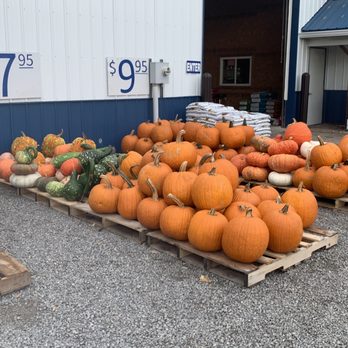 Layman Feed & Lawn - Pumpkins - Livestock Feed & Supply Near Me - Elida, Ohio