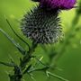 Thistle Landscape Management