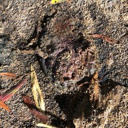 Antioch Community Park - This kind of stuff is all over the floor even in the sand is nasty you can't walk with a stroller because it is sticky