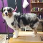 Photo of Calypso's Pet Salon