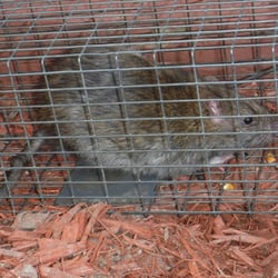 Michigan's Bat Expert - We can remove rats and mice no problem!