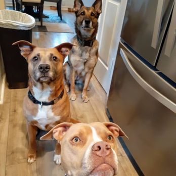 Paws & Claws Pet Services - Pet Sitting Near Me Paws & Claws Pet Services - Pet Sitting Near Me