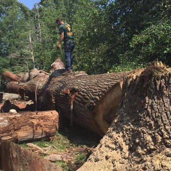 Martinez Tree Service - a man standing on top of a fallen tree - Tree Services Near Me Martinez Tree Service - a man standing on top of a fallen tree - Tree Services Near Me