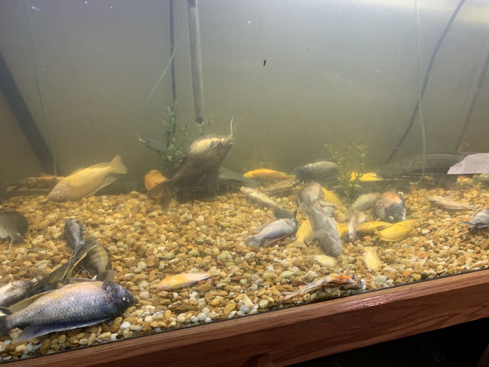 OHANA TERMITE AND PEST CONTROL Updated September 2024 2411 Neptune