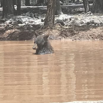 Bearizona - A bear taking a bath in front of us. - Zoos Near Me - Williams, Arizona Bearizona - A bear taking a bath in front of us. - Zoos Near Me - Williams, Arizona
