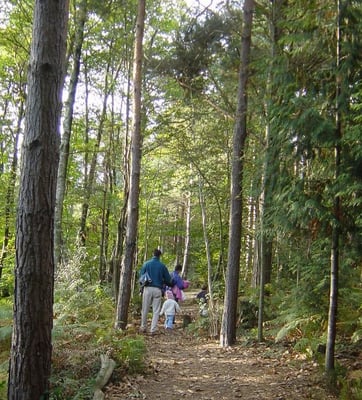 Wilderness Wood by null