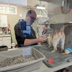 Seattle Area Feline Rescue - Interactive 1:1 meet and greets
