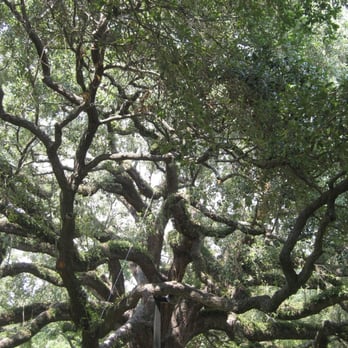 Glenwood Cemetery - Funeral Services & Cemeteries Near Me - Houston, Texas
