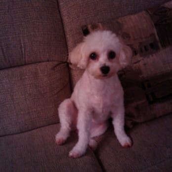 The Spaw - bichon frise, Pooka C. - Pet Groomers Near Me - Tustin, California The Spaw - bichon frise, Pooka C. - Pet Groomers Near Me - Tustin, California