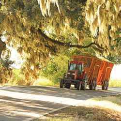 Jean Baptiste Spirits - Cut sugarcane being hauled to the mill.