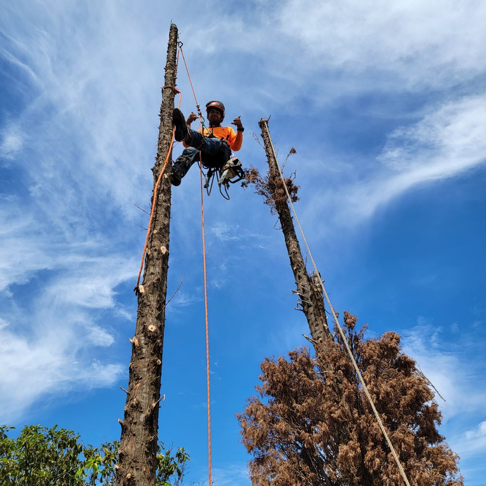 KAMAAINA LANDSCAPING Updated September 2024 61 Photos Waimea