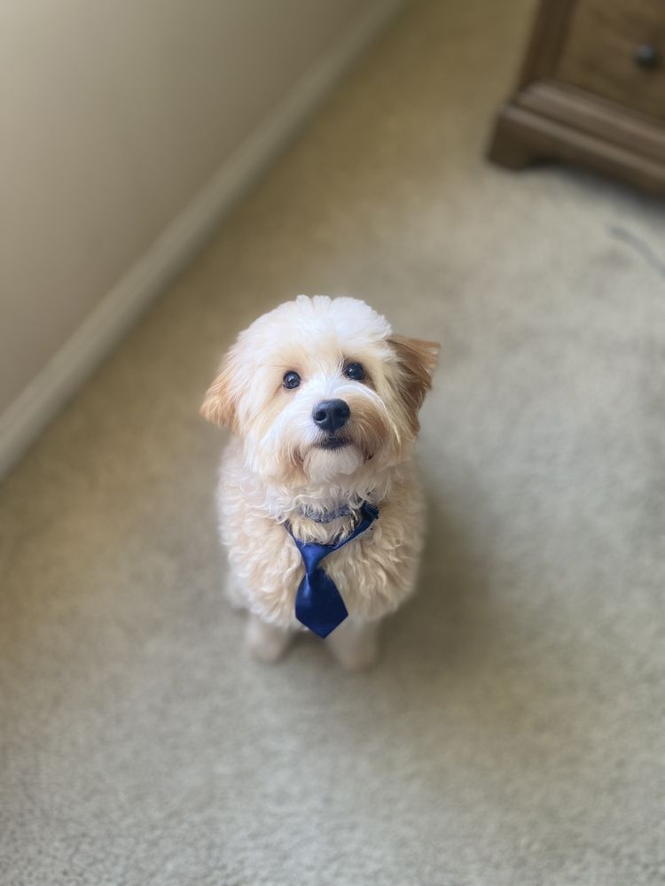 DOGGY LAND GROOMING Updated September 2024 128 Photos & 120 Reviews