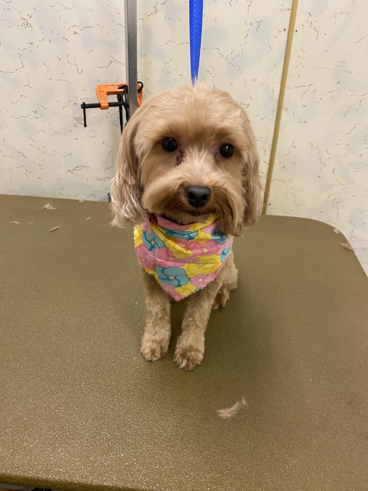 THE GROOMING ROOM Updated July 2024 3012 S Hoyt Ave, Muncie, Indiana Pet Groomers Phone