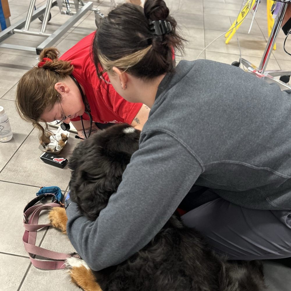 VEG ER for Pets - Blood draw - Emergency Pet Hospital Near Me - Lynnwood, Washington VEG ER for Pets - Blood draw - Emergency Pet Hospital Near Me - Lynnwood, Washington