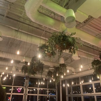 Blanco Cocina + Cantina - Lights and planters inside - Tacos Near Me - Tucson, Arizona Blanco Cocina + Cantina - Lights and planters inside - Tacos Near Me - Tucson, Arizona