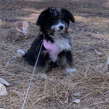 Puppy Town - Pet Stores Near Me - Las Vegas, Nevada