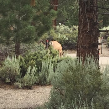 Oh Ridge - Campgrounds Near Me - June Lake, California