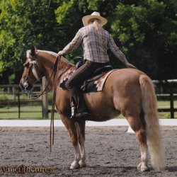 Kacey Equitation & Horsemanship