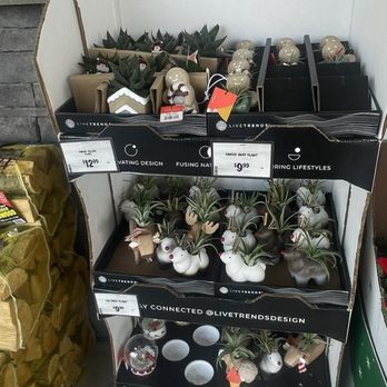 Sprouts Farmers Market - Cute succulents - Grocery Near Me - Miramar, Florida