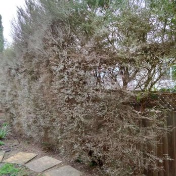 Felix's Landscaping & Tree Service - Before - Landscaping Near Me - Petaluma, California
