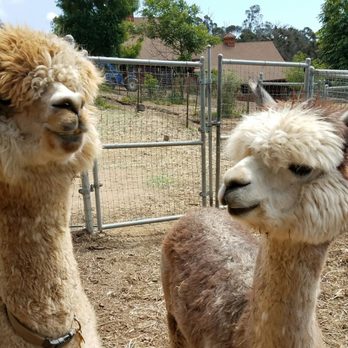 Canzelle Alpacas - Farms Near Me - Carpinteria, California