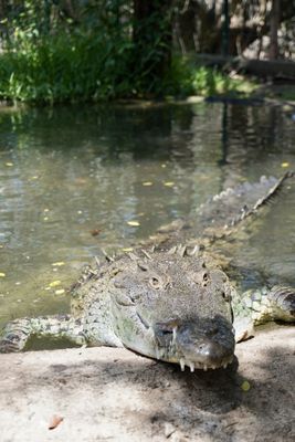 El Cora Crocodile Sanctuary by null