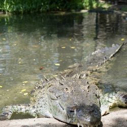 El Cora Crocodile Sanctuary