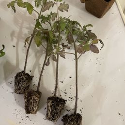 Tomato plant plugs at least 6" tall! Tomato plant plugs at least 6" tall!