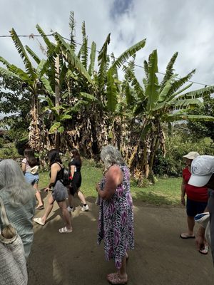 Kona Coffee Living History Farm by null