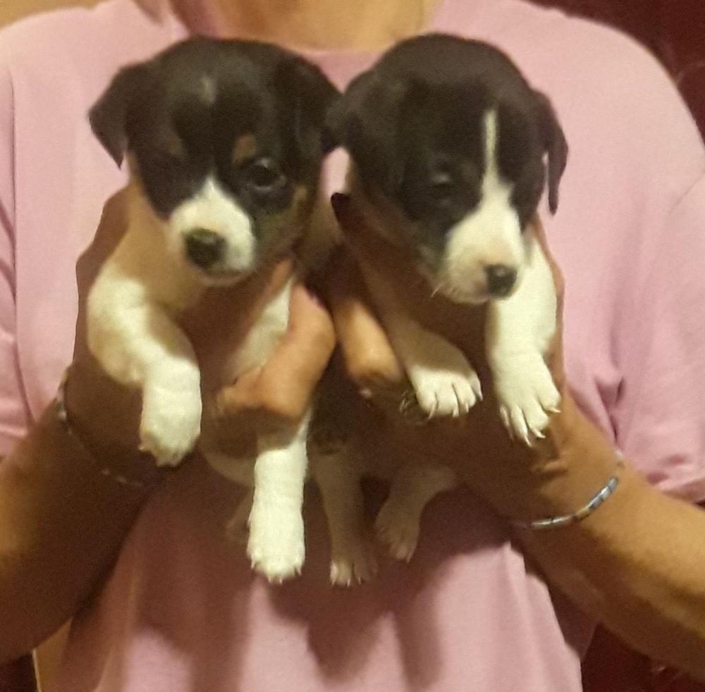 ARANWOOD KENNELS 10 Photos 100 Stag Hill Rd, Mahwah, NJ Yelp