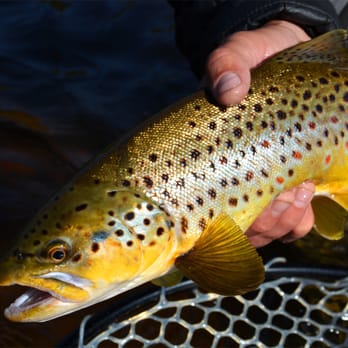 Montana Troutfitters - Buttery Brown Trout from the Big Hole River... Come fish with us! - Fishing Near Me - Bozeman, Montana Montana Troutfitters - Buttery Brown Trout from the Big Hole River... Come fish with us! - Fishing Near Me - Bozeman, Montana